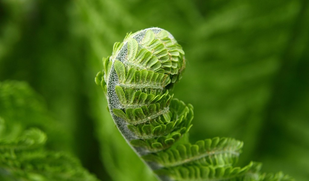 The green leaf of the fern dissolves in the spring