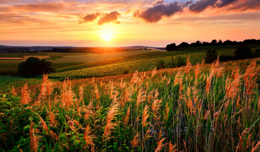 Колосья в поле под яркими лучами летнего солнца