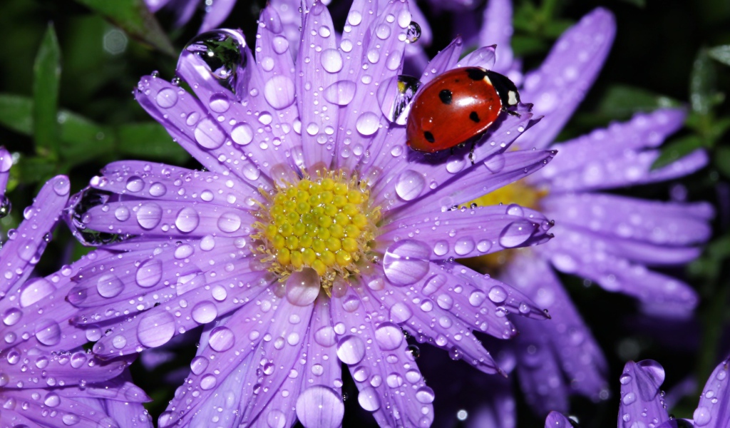A ladybird sits on a drop of water with a flower of an aster