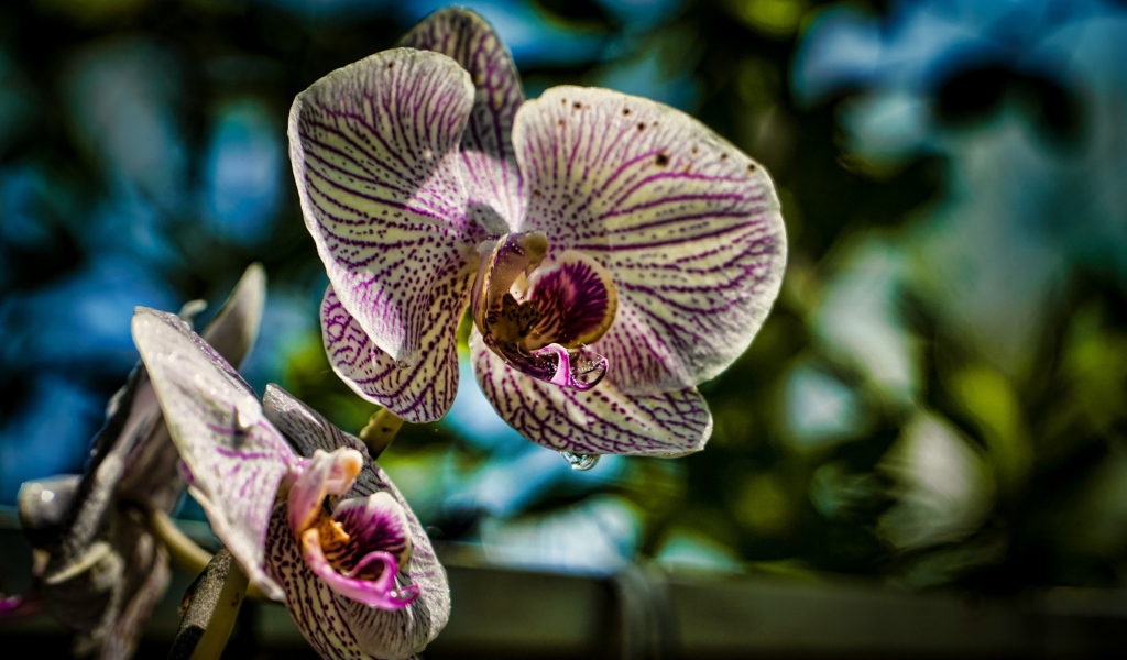 Красивые цветы экзотической орхидеи 