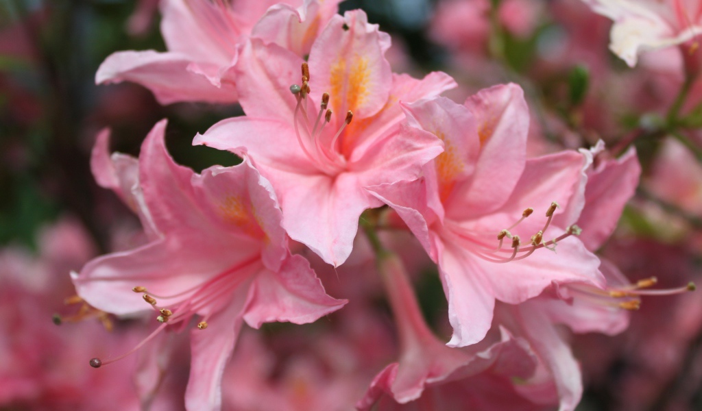 Красивые розовые цветы альстрёмерия 