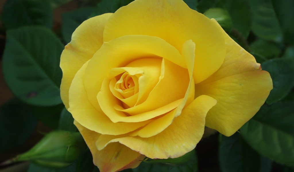 Красивая желтая роза с бутоном крупным планом