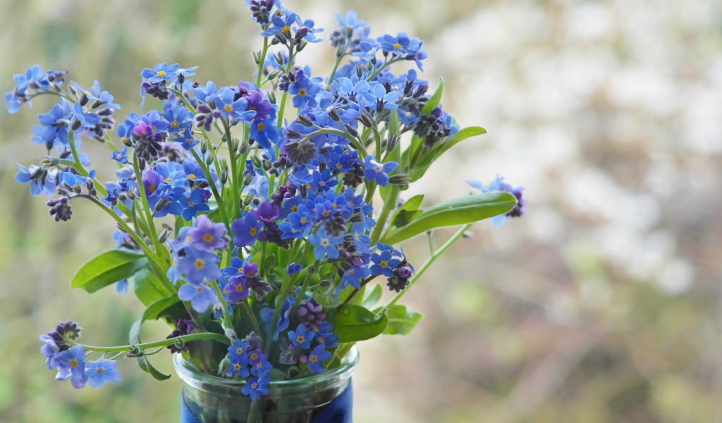 Голубые цветы незабудки в вазе с лентой