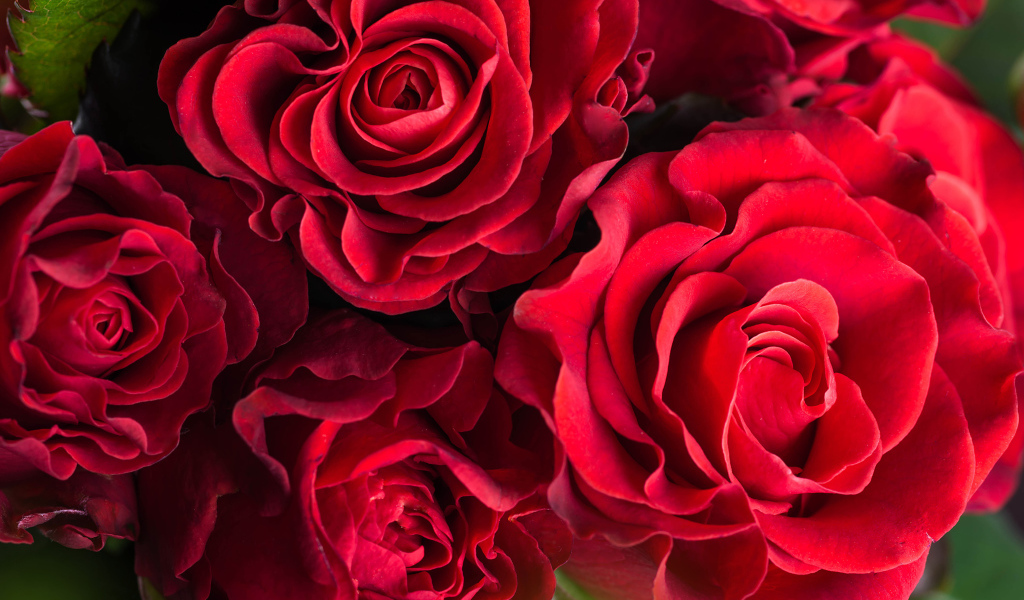 Шикарные красные розы крупным планом