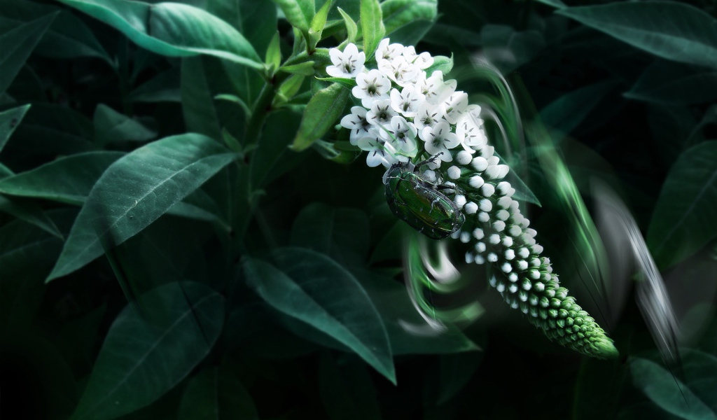 Экзотический белый цветок Буддлея Давида
