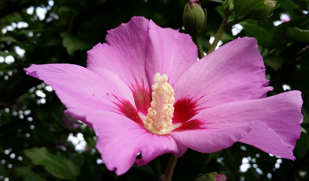 Большой розовый цветок гибискуса с бутоном