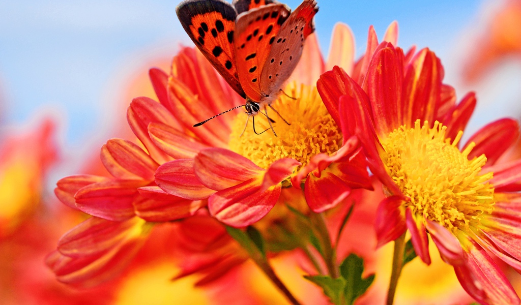 Оранжевые цветы георгина с бабочкой