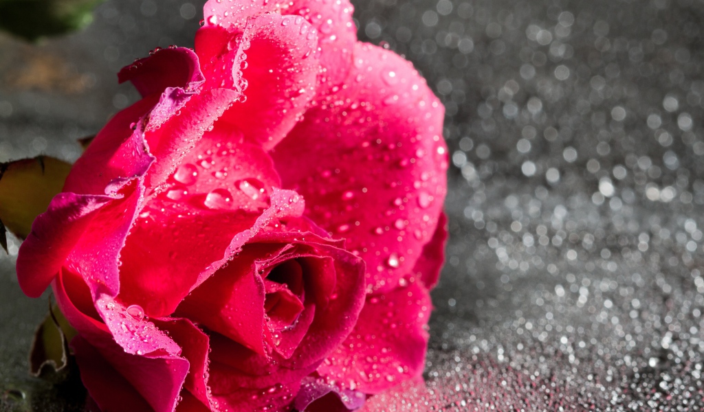 Розовая роза в каплях воды на сером фоне