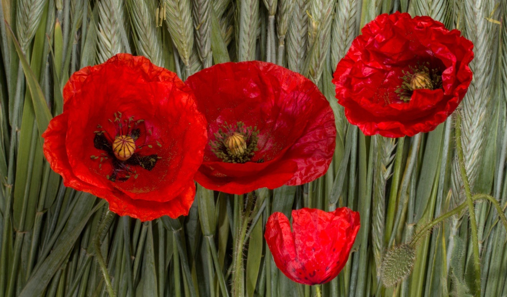 Красные цветы мака на зеленых колосках пшеницы 