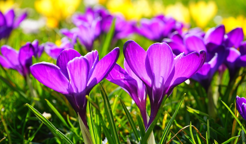 Фиолетовые весенние крокусы в лучах солнца
