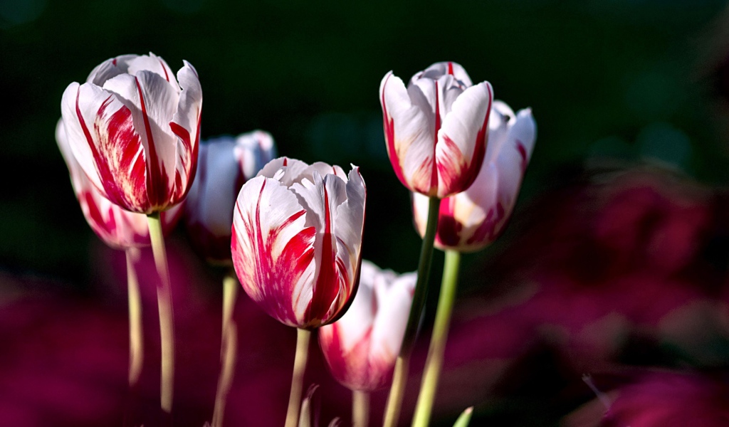 Бело-розовые тюльпаны крупным планом