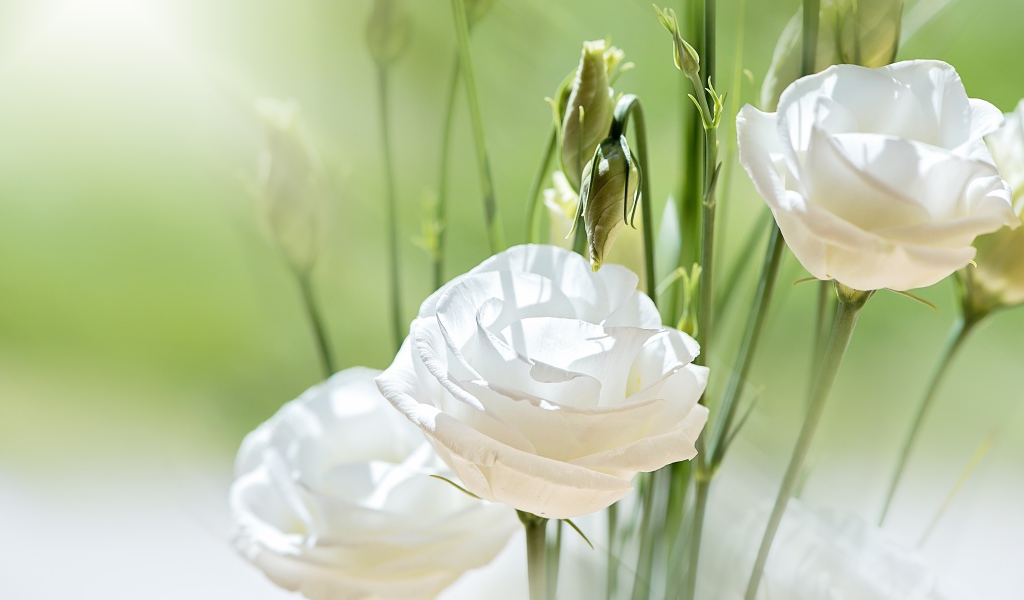 Белые цветы Эустома с бутонами в лучах солнца