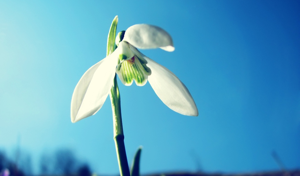 White snowdrop against the blue sky