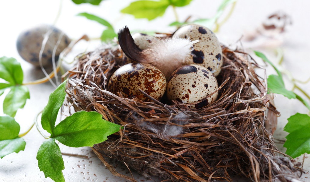 Гнездо с яйцами и зелеными листьями