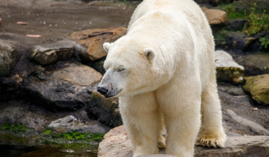 Большой белый медведь стоит у воды в зоопарке