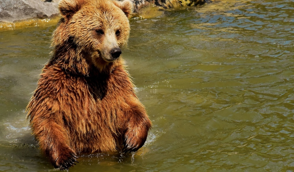 Большой бурый медведь в воде