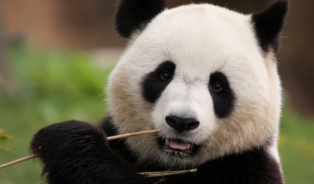 Большая панда грызет ветку бамбука