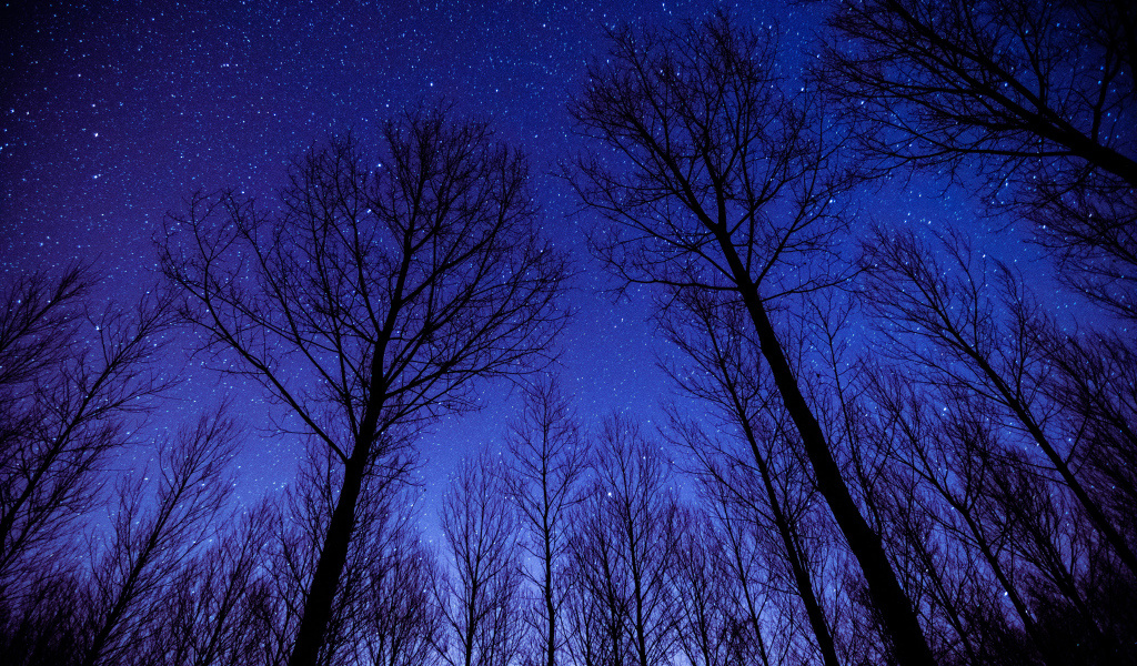 Кроны деревьев на фоне ночного неба