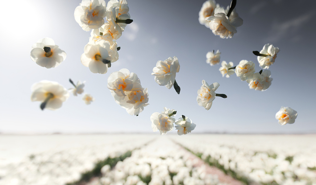 Белые цветы нарцисса летят над полем