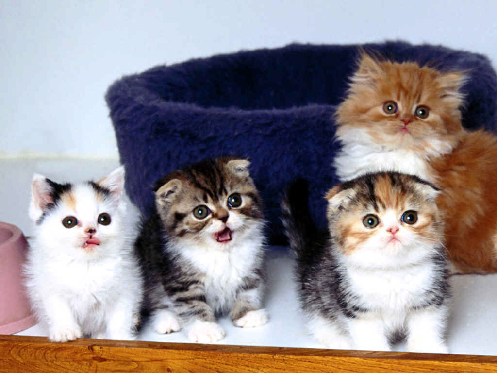 Маленькие разноцветные котята