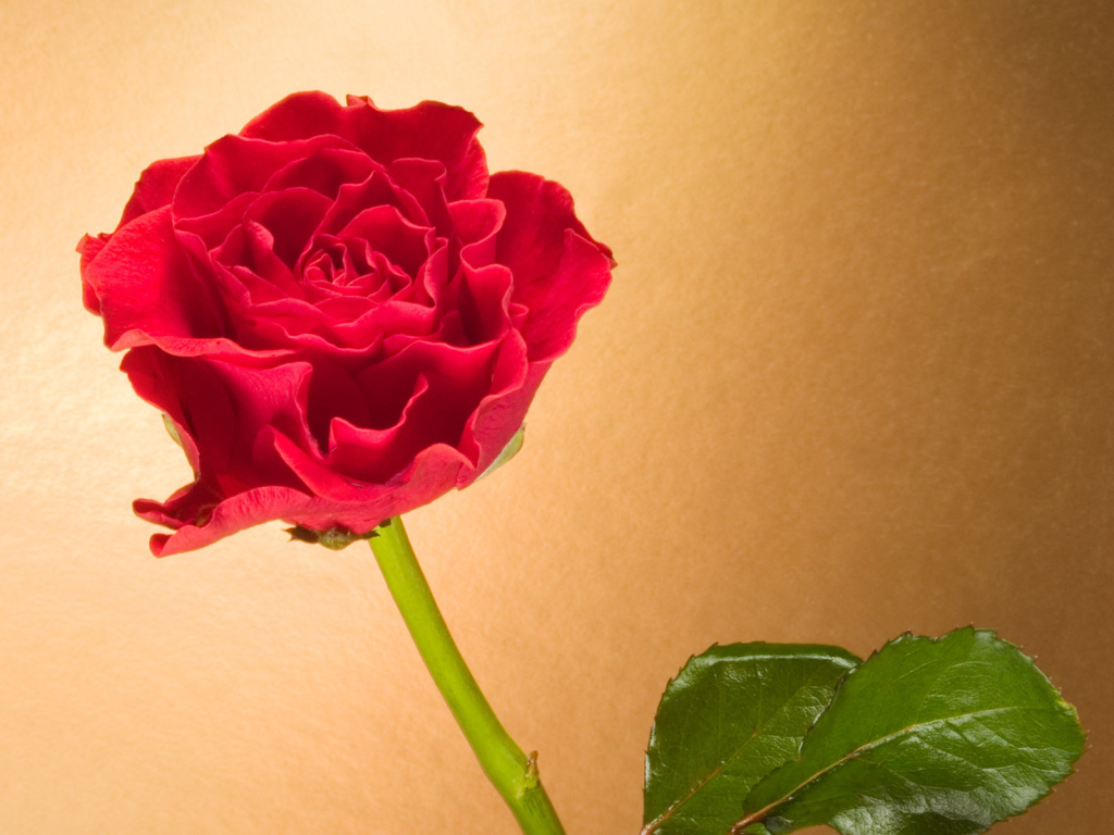 Вьющаяся Красная роза, Цветы