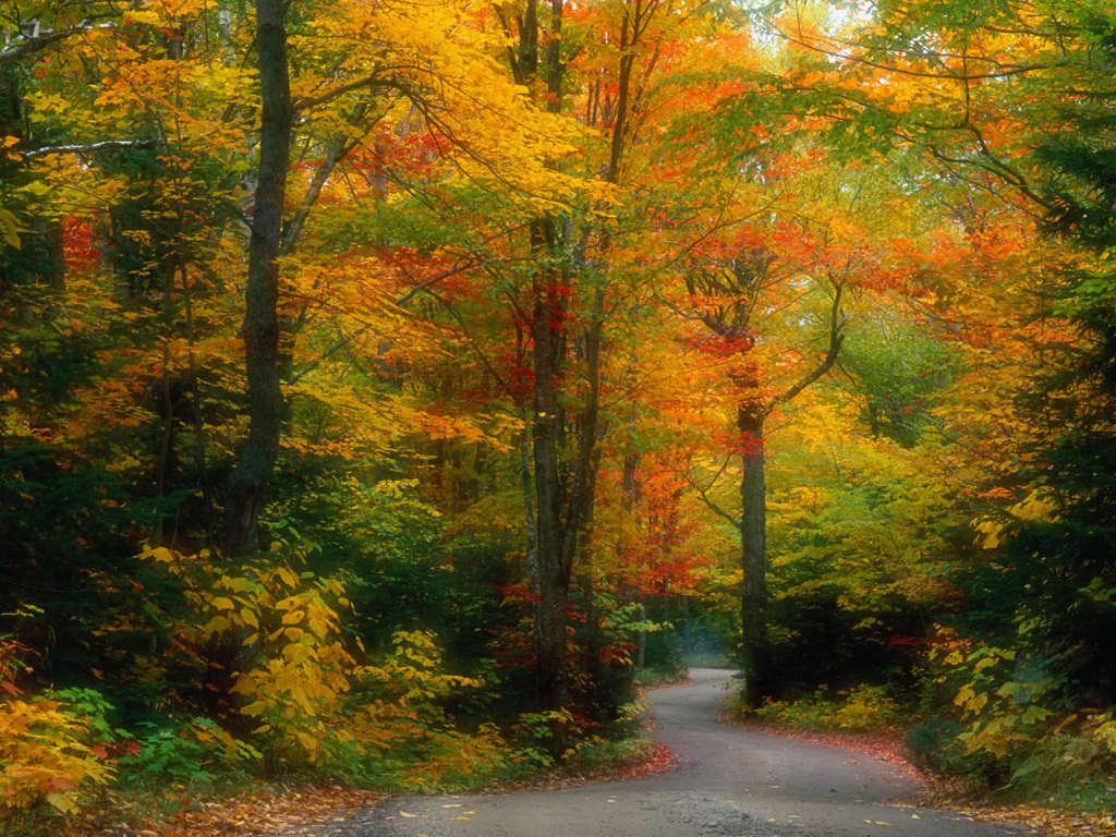 Autumn Leaf Wallpapers Scenery Desktop - JoBSPapa.com