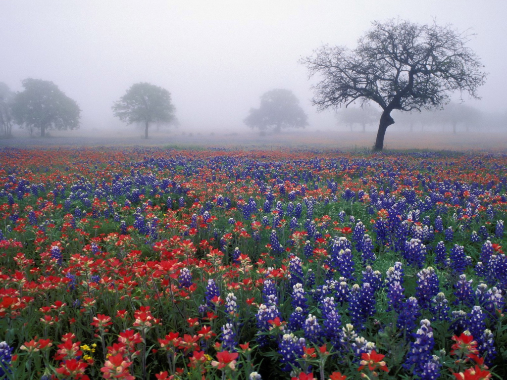 Полевые цветы в тумане