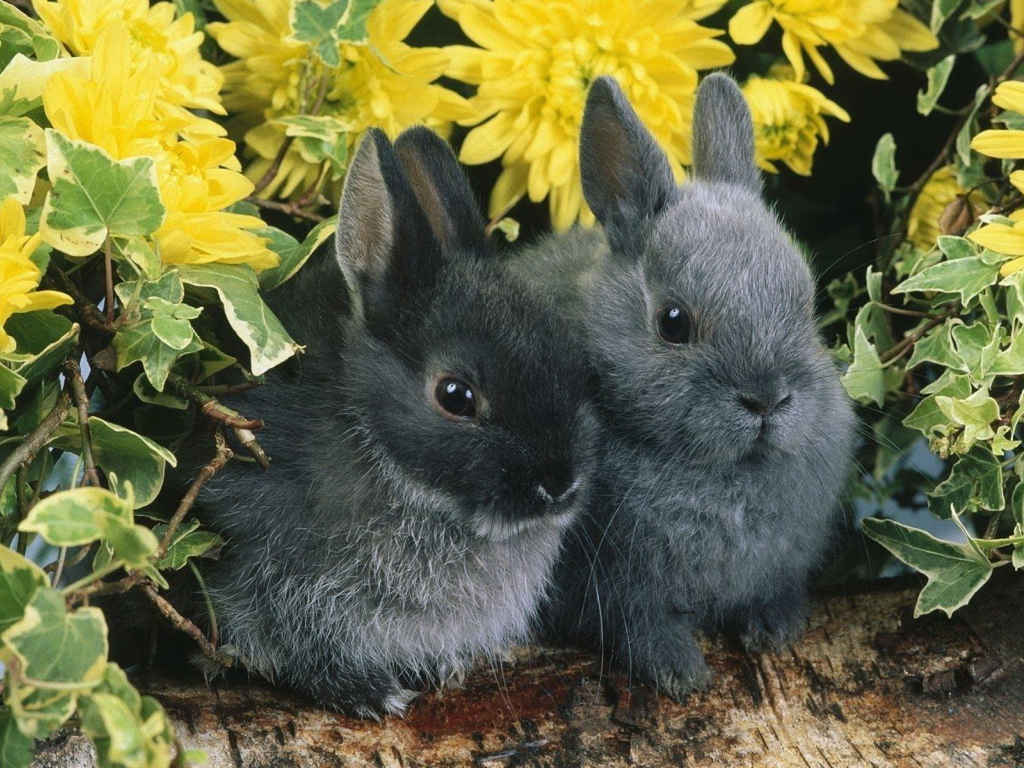 Pair rabbit Desktop wallpapers 1024x768