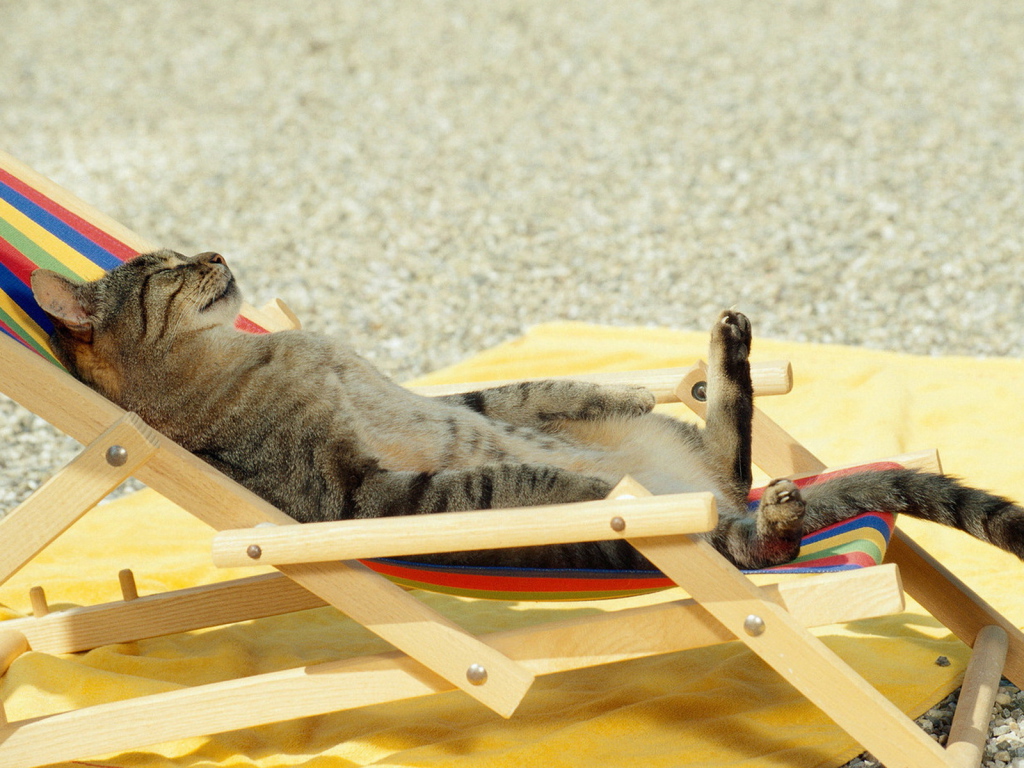Sunbathing Cat