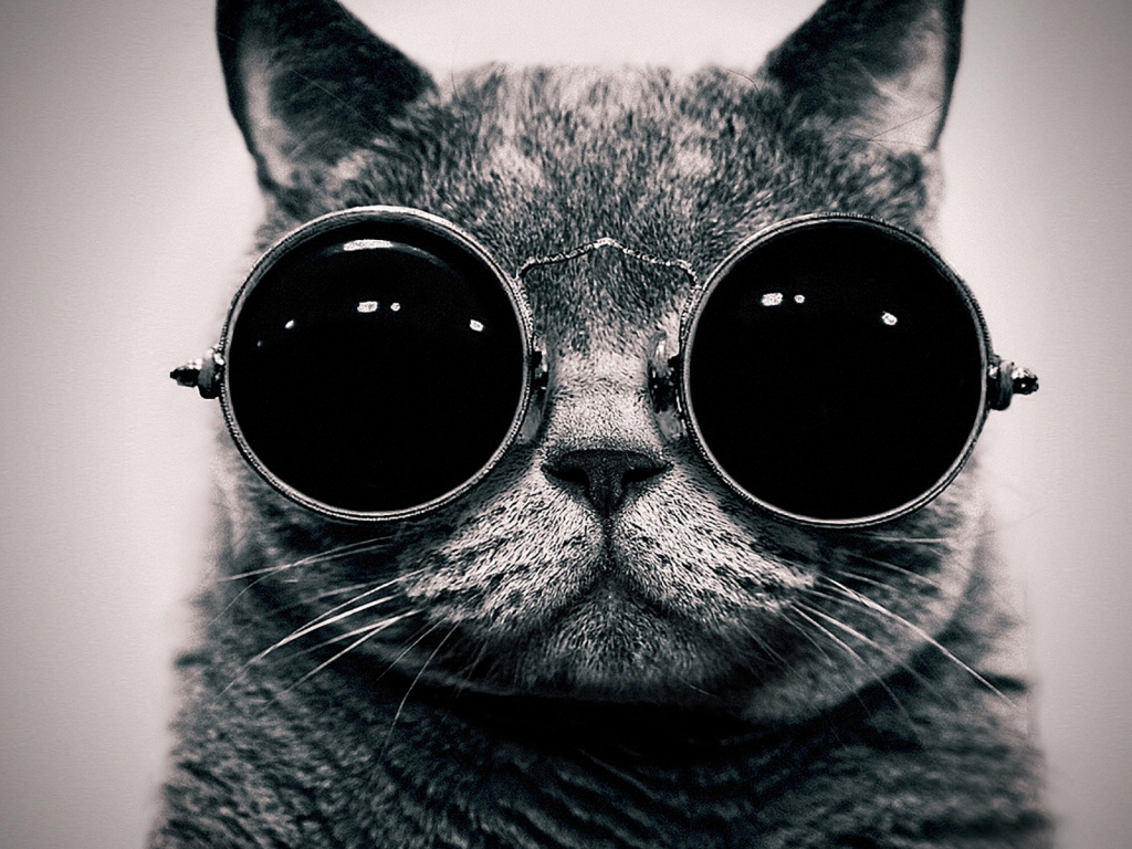 Cat in the glasses