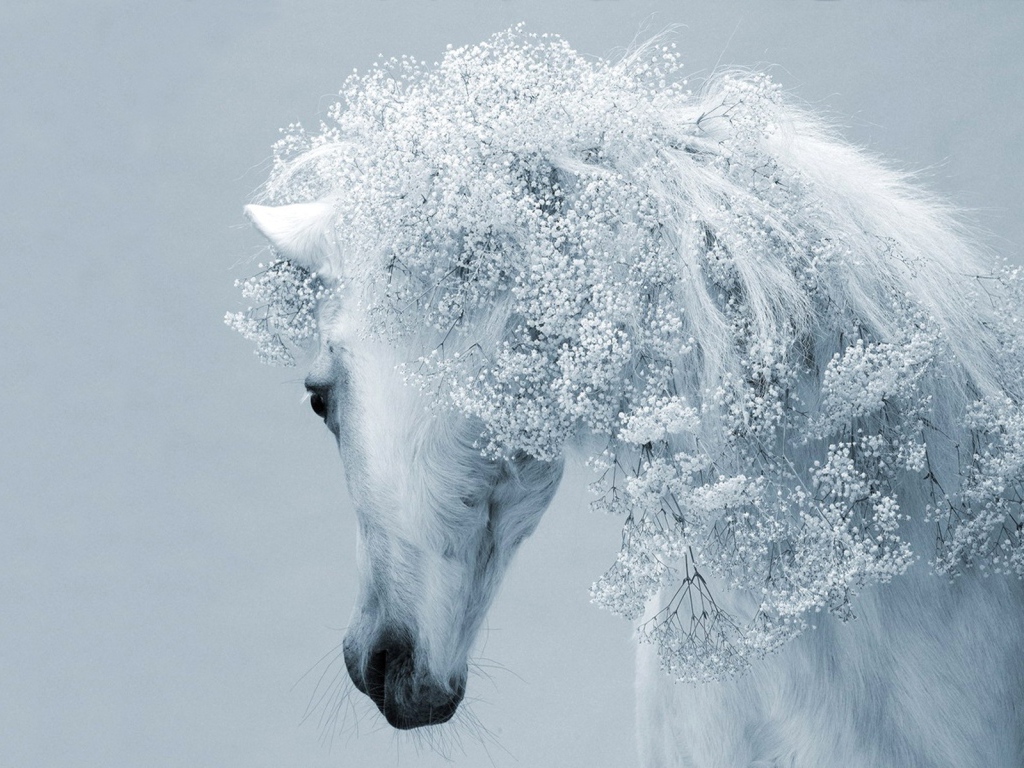 Beautiful white horse