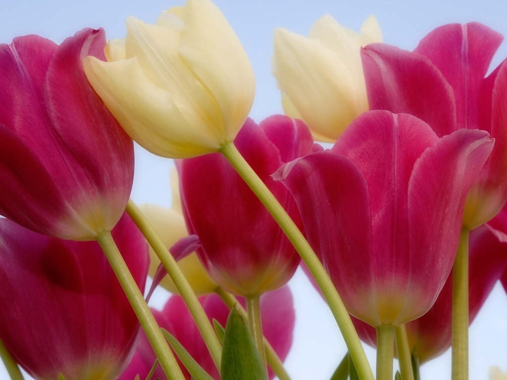 Placer tulips