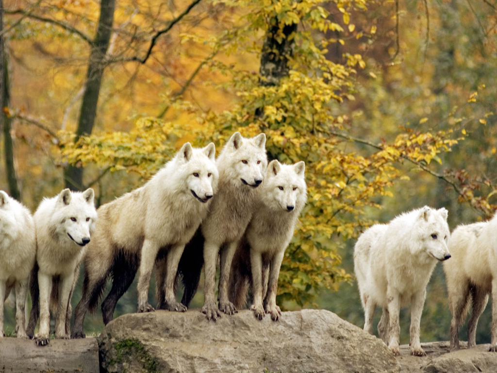 Стая белых волков