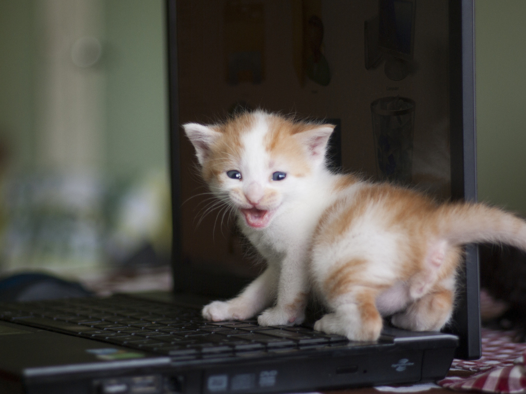 Маленький рыжий кот на лэптопе