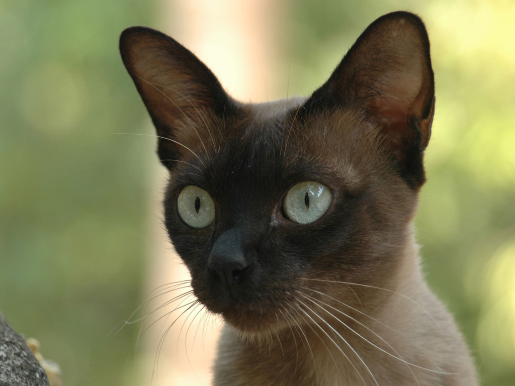 Молодой  сиамский кот со включенным охотничьим режимом