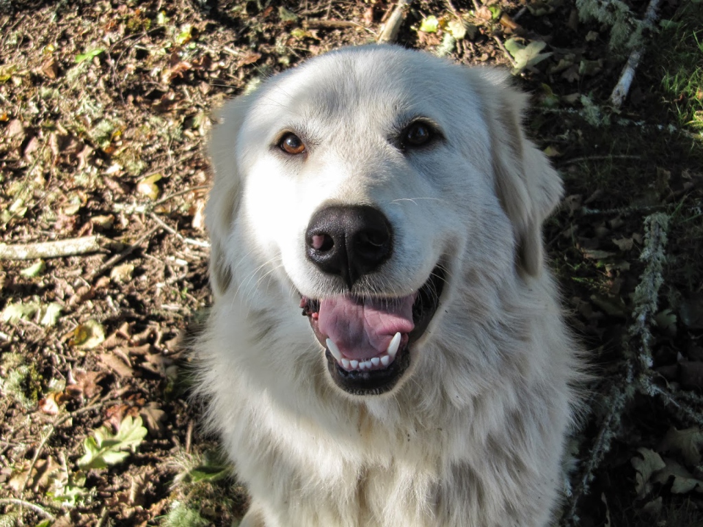 Портрет счастливой большой пиренейской собаки
