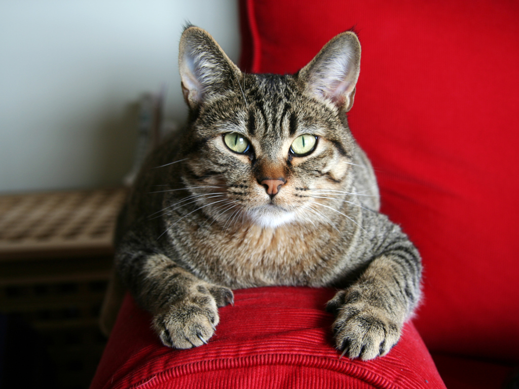 Adult cat Pixie-bob