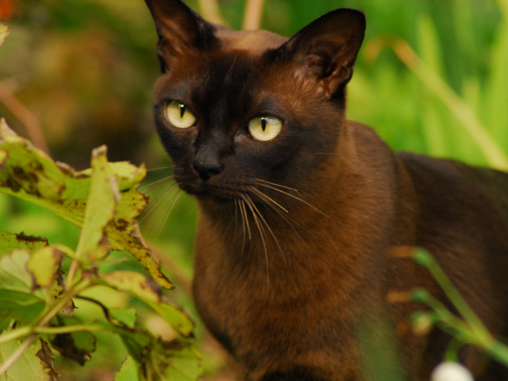 Burmese cat in the green