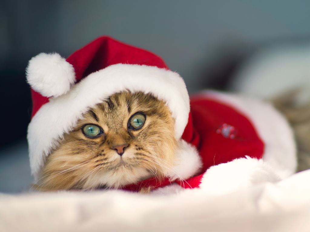 Кот в костюме Санта клауса