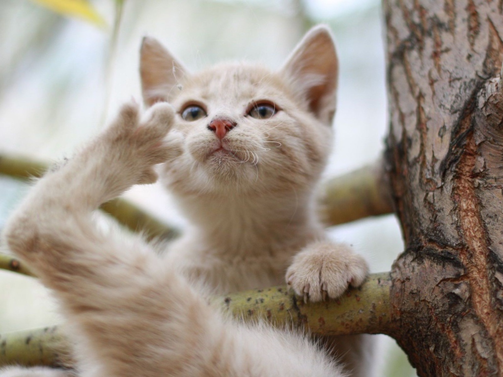Кот на ветке дерева