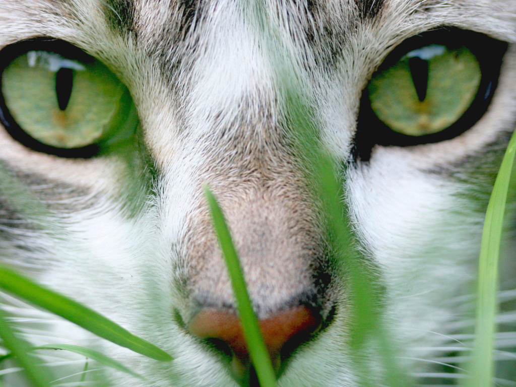 Зеленые глаза и зеленая трава