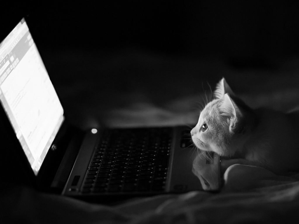 Котенок у компьютера