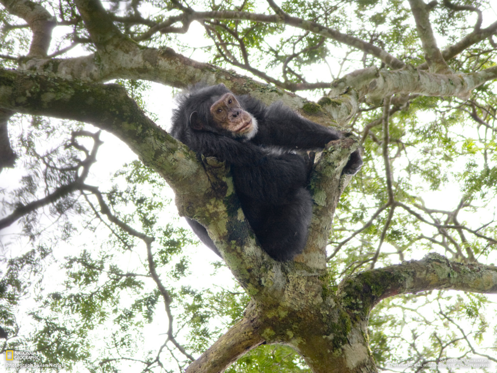 Шимпанзе на дереве