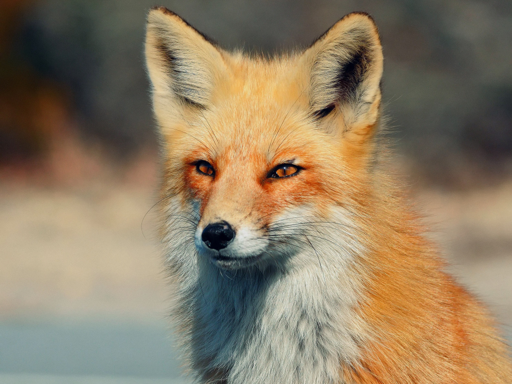 Хитрый взгляд лисы