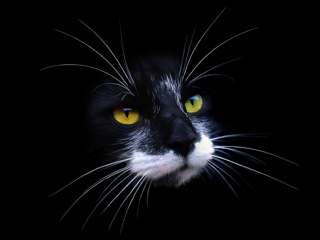 Морда кота на черном фоне