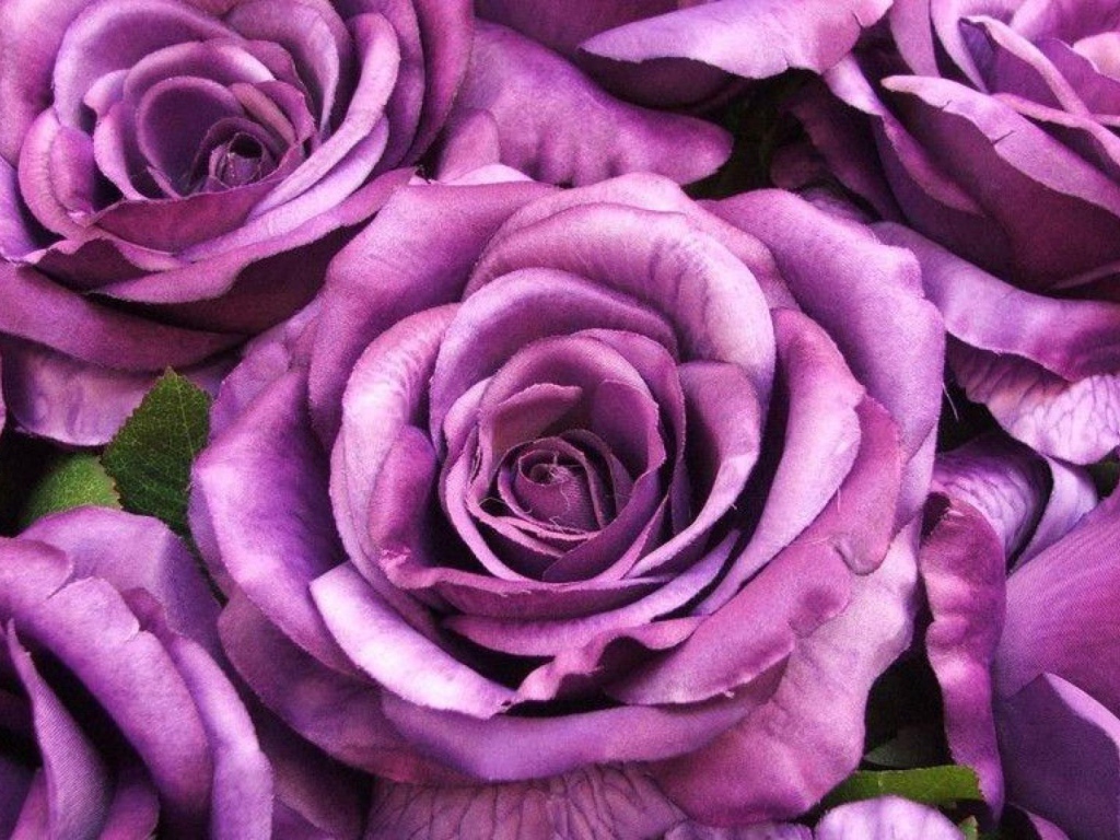 Big purple roses