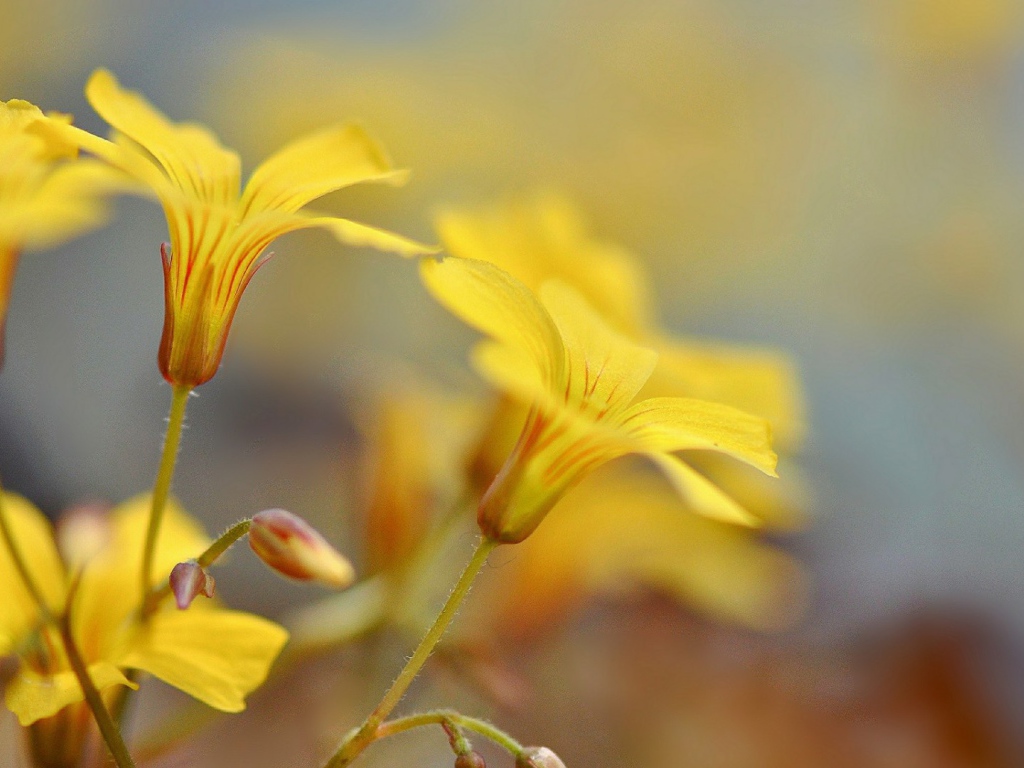 Pастущие желтые цветы