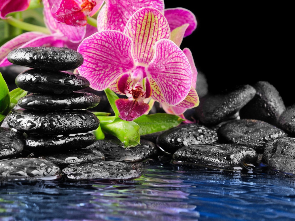 Розовые орхидеи и черные камни