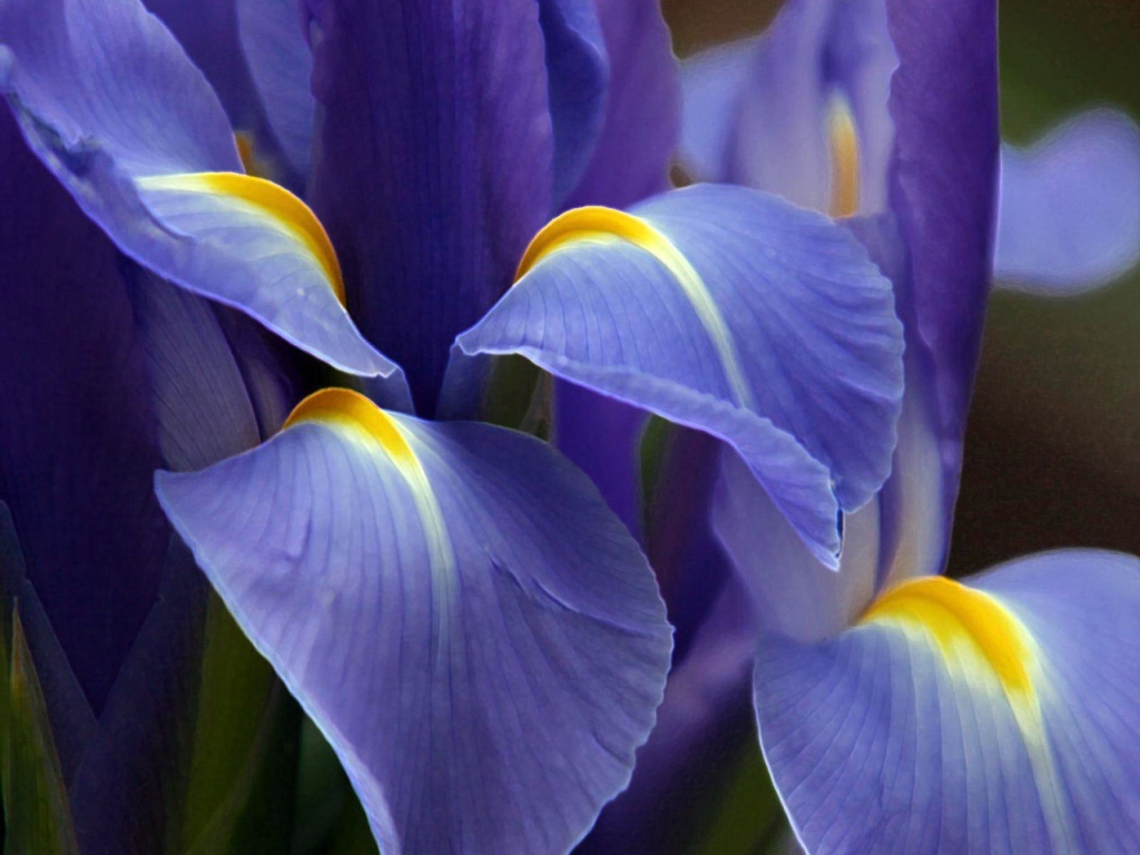 Великолепный фиолетовый цветок