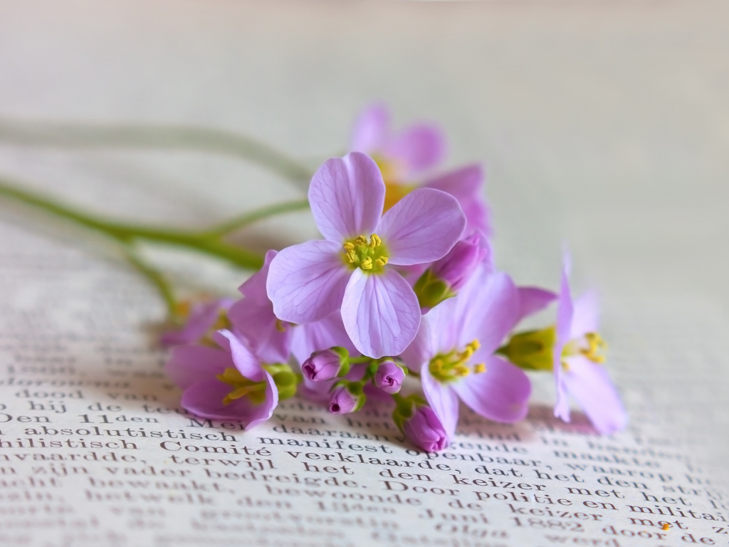 Мелкие полевые цветы на книге